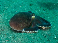 BD-090928-Lembeh-9284797-Amphioctopus-marginatus-(Iw-Takia-1964)-[Coconut-octopus].jpg